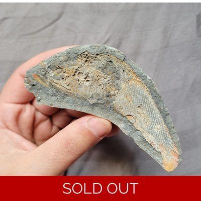 Rare Nicely Detailed Triassic Fossil Fish Nodule From Madagascar